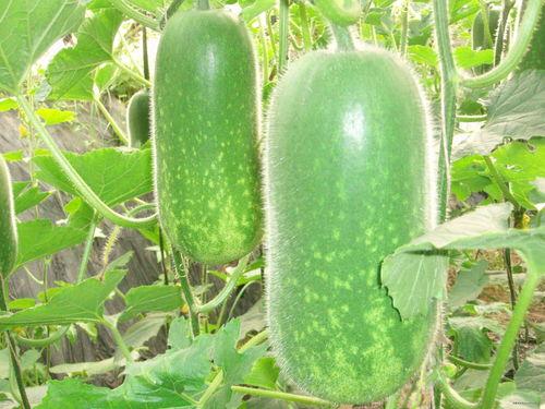 东瓜娱乐中老年吃瓜,中老年群体乐享“吃瓜”时光  第1张